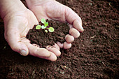 Seedling held in hands