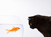 Black cat staring at a goldfish