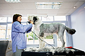 Woman grooming a dog in a dog parlour