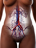 Blood vessels of the abdomen, illustration