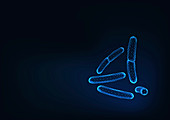 Bacilli bacteria, illustration