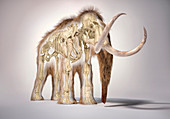 Woolly mammoth with skeleton, illustration