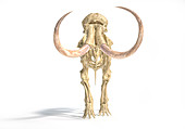 Woolly mammoth skeleton, illustration