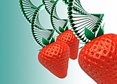 Strawberries and DNA, illustration