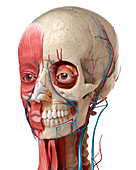 Human head with skull and muscles, illustration