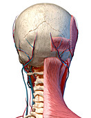 Human head anatomy, illustration