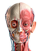 Human head anatomy, illustration