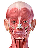 Human head anatomy, illustration