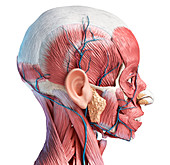 Human head musculature and blood vessels, illustration