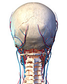 Human skull with veins and arteries, illustration
