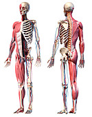 Human skeleton, muscles and blood vessels, illustration