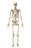 Human skeleton, illustration