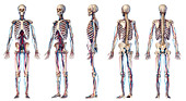 Human skeleton and vascular system, illustration