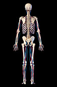 Human skeleton and vascular system, illustration