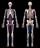 Human skeleton and vascular system, illustration