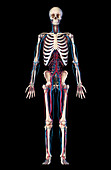 Human skeleton and vascular system, illustration