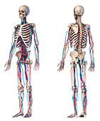 Human skeleton and vascular system, illustration