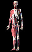 Human skeleton, muscles and blood vessels, illustration