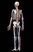 Human skeleton and vascular system, illustration