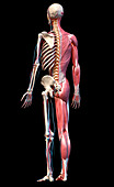 Human skeleton, muscles and blood vessels, illustration