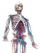 Human skeleton and vascular system, illustration