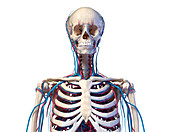 Bones and blood vessels of the torso, illustration