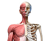 Bones and muscles of the torso, illustration