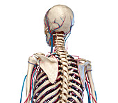 Bones and blood vessels of the torso, illustration