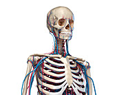 Bones and blood vessels of the torso, illustration