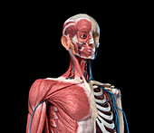 Bones, muscles and blood vessels of the torso, illustration