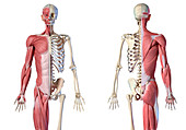 Male skeleton and musculature, illustration