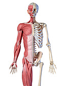 Male skeleton and musculature, illustration