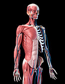 Human skeleton with muscles and blood vessels, illustration