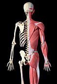 Male skeleton and musculature, illustration