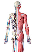 Human skeleton with muscles and blood vessels, illustration