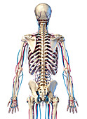 Skeleton and vascular system, illustration