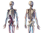 Skeleton and vascular system, illustration