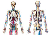 Skeleton and vascular system, illustration