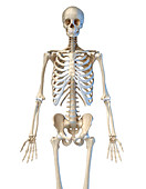 Human skeleton, illustration