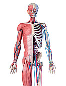 Human skeleton, muscles and blood vessels, illustration