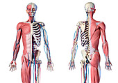 Human skeleton, muscles and blood vessels, illustration