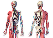 Human skeleton, muscles and blood vessels, illustration