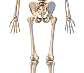 Human hip, leg and hand bones, illustration