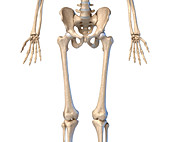 Human hip, leg and hand bones, illustration