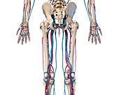 Hip, leg and hand bones and blood vessels, illustration