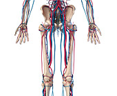 Hip, leg and hand bones and blood vessels, illustration
