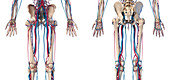 Hip, leg and hand bones and blood vessels, illustration