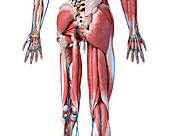 Human hip, leg and hand anatomy, illustration