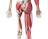 Human hip, leg and hand anatomy, illustration