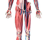 Human hip, leg and hand anatomy, illustration